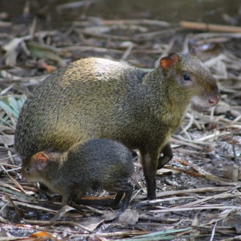 3. Cutia adulta fêmea com filhote