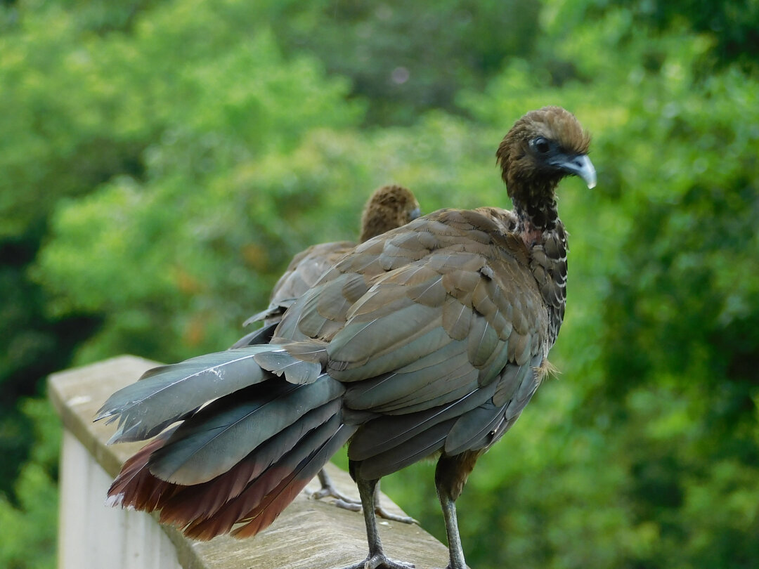 5. Casal de Aracuã escamoso