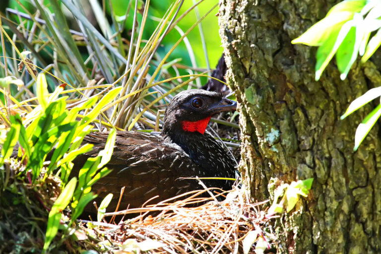 5. Jacu em seu ninho