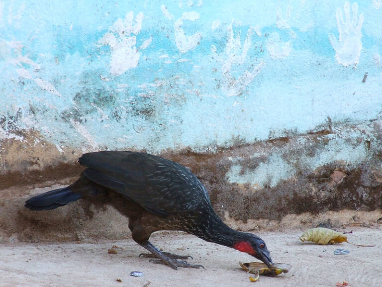 6. Jacu se alimentando