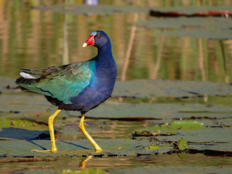 2. Galinha d'água adulta