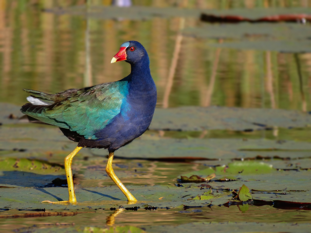 2. Galinha d'água adulta