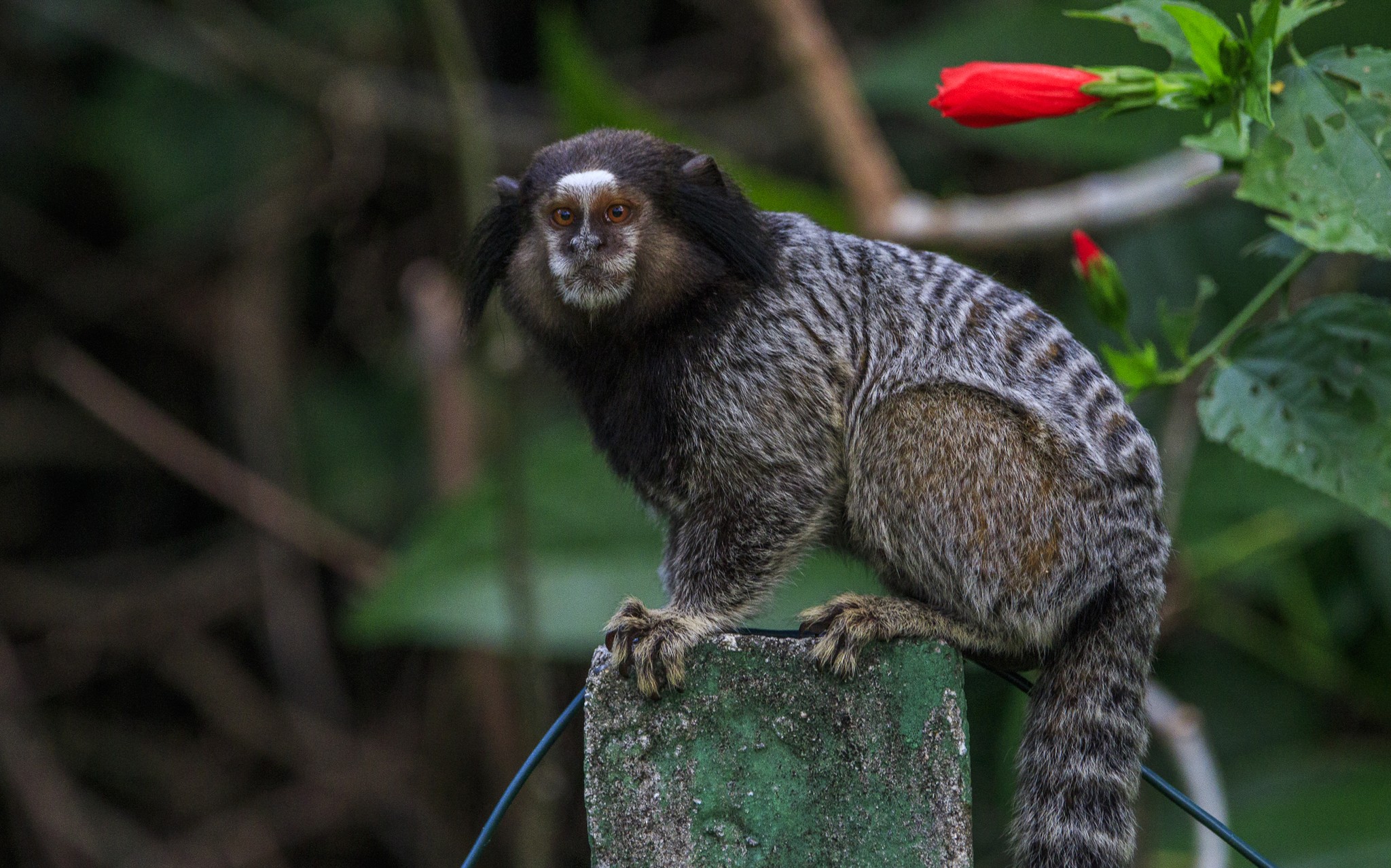2. Sagui-de-tufo-preto adulto