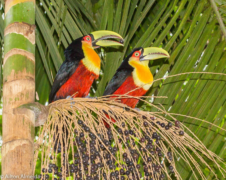 2. Tucano-de-bico-verde adulto comendo açaí