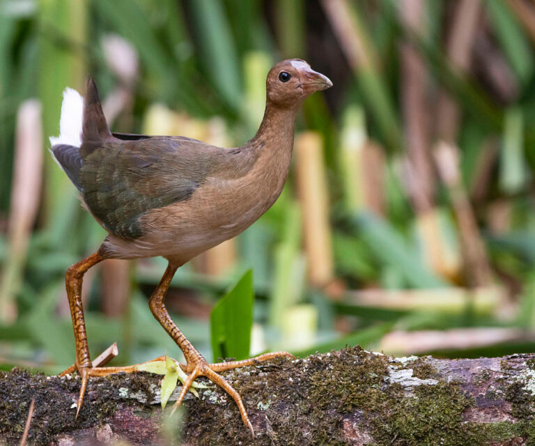 3. Galinha d'água juvenil