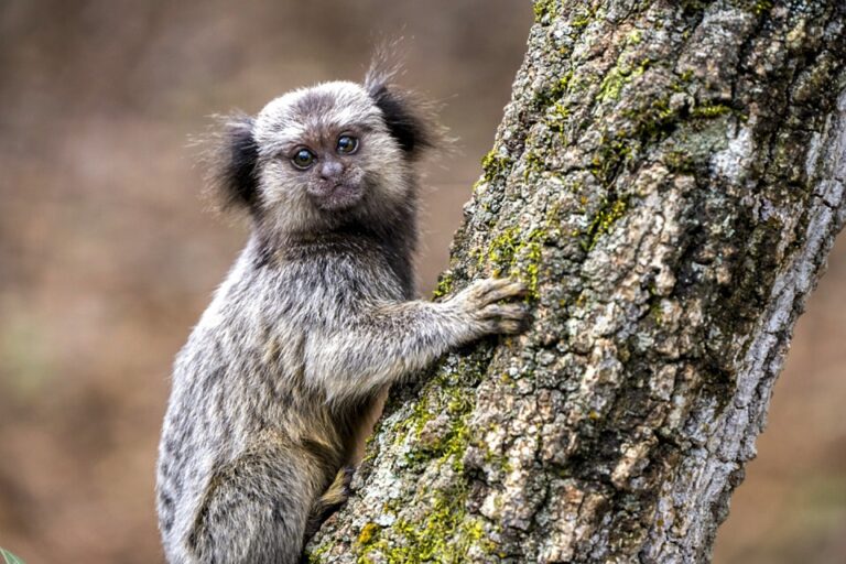 3. Sagui-de-tufo-preto juvenil