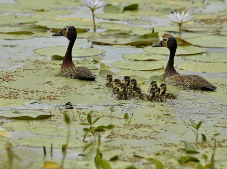 4. Casal de Marreco d'água com seus filhotes