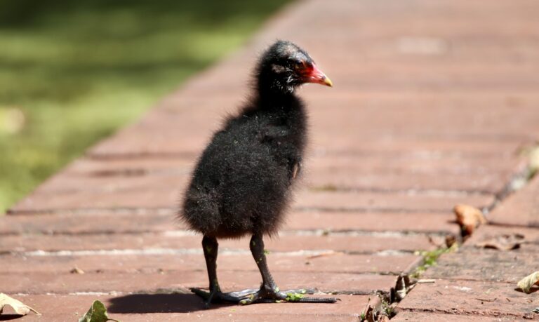 4. Galinha d'água filhote