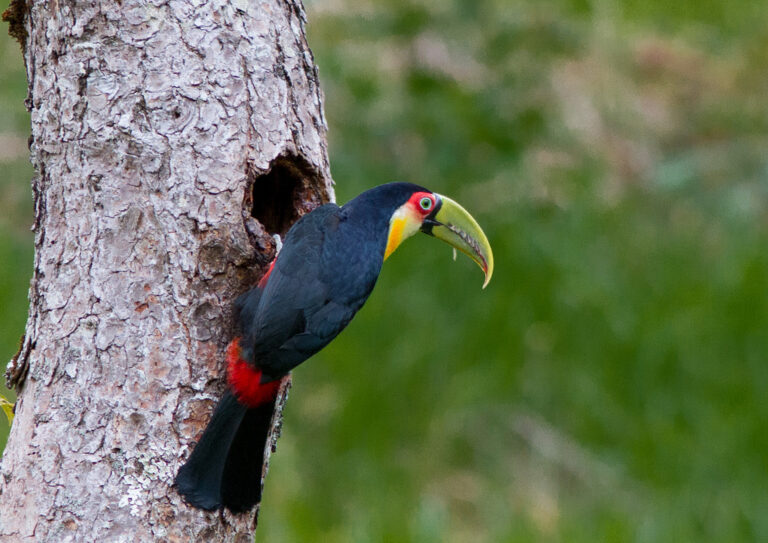4. Tucano-de-bico-verde na entrada de seu ninho