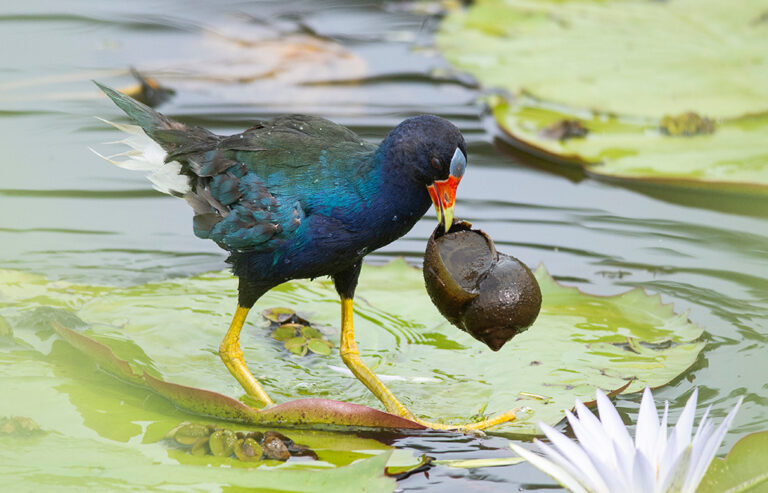 5. Galinha d'água caçando