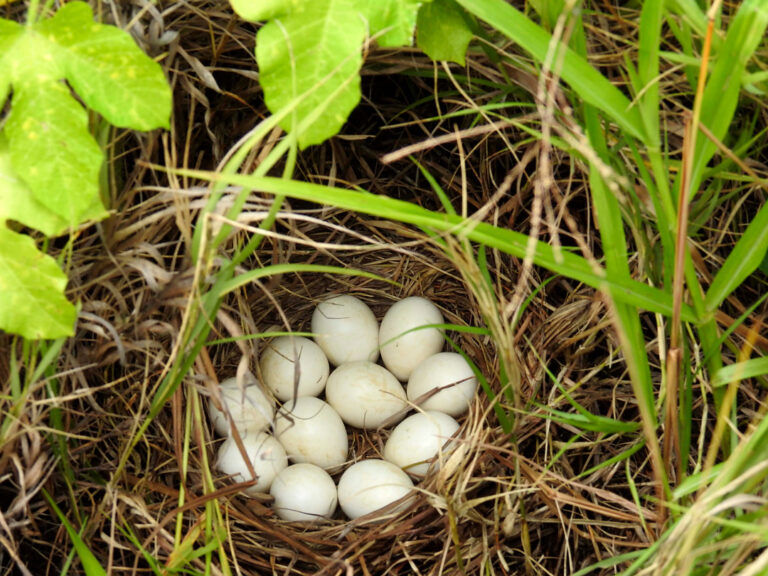 5. Ovos de Marreca d'água